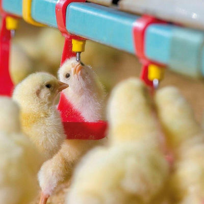 хоппер Gavanized фидеров цыпленка диаметра 330mm и поилки горячий